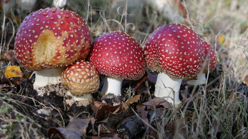Fly agaric fungi in the New Forest, Hampshire